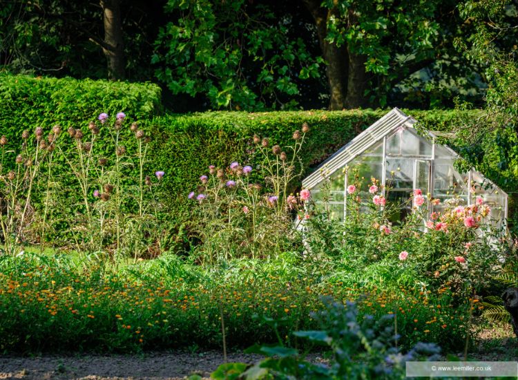 A small glass greenhouse surrounded by a lush garden, with pink roses, tall purple thistles, and dense green hedging under summer sunlight.